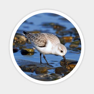 Cute Sanderling Foraging at Low Tide on a Wintry Beach Magnet